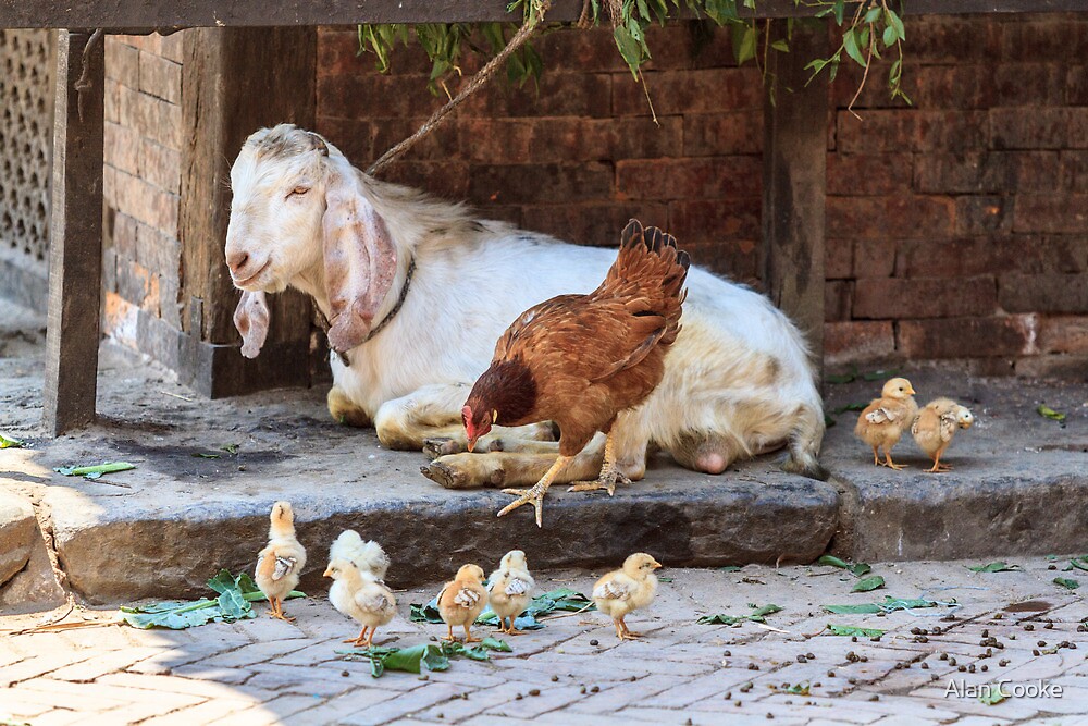 goats and chickens living together        
        <figure class=