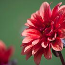 *** by Plichard Mickaël