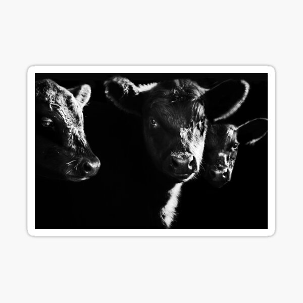 Cow With Calves #2 Sticker