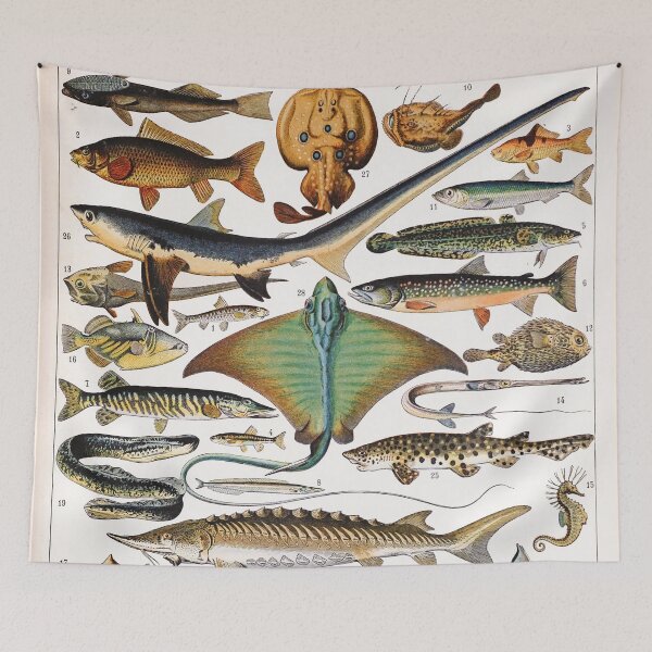 Item preview, Adolphe Millot - Poissons A - French vintage nautical poster designed and sold by DejaVuStudio.