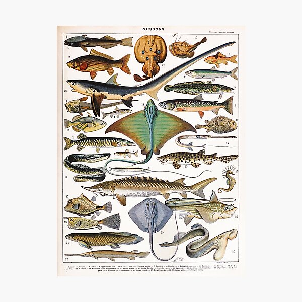Item preview, Adolphe Millot - Poissons A - French vintage nautical poster designed and sold by DejaVuStudio.