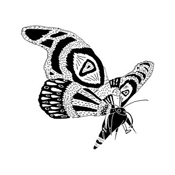 Artwork thumbnail, moth by defuma