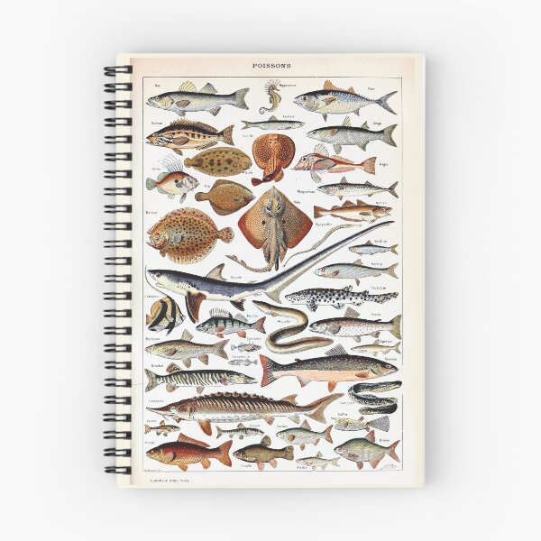 Item preview, Adolphe Millot - Poissons B - French vintage nautical poster designed and sold by DejaVuStudio.