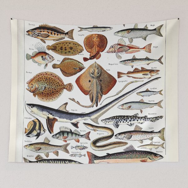 Item preview, Adolphe Millot - Poissons B - French vintage nautical poster designed and sold by DejaVuStudio.