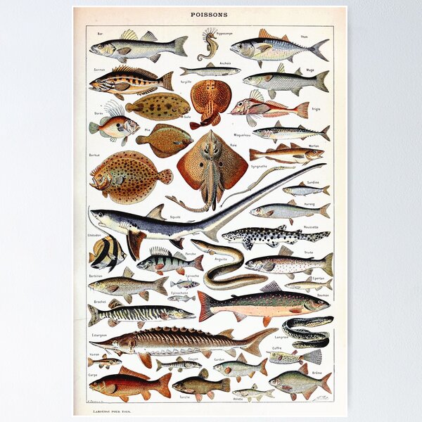 Plenty Of Fish Posters for Sale