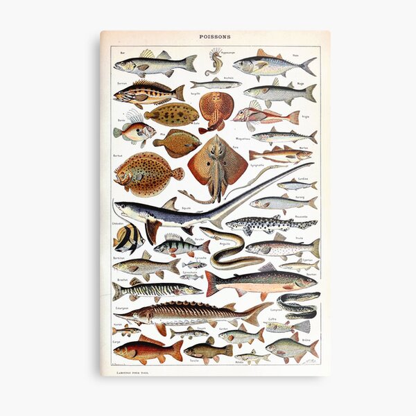 Item preview, Adolphe Millot - Poissons B - French vintage nautical poster designed and sold by DejaVuStudio.