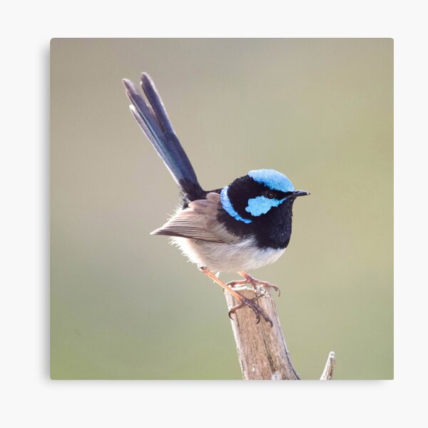 Spring has sprung and we have our courting suit on Canvas Print