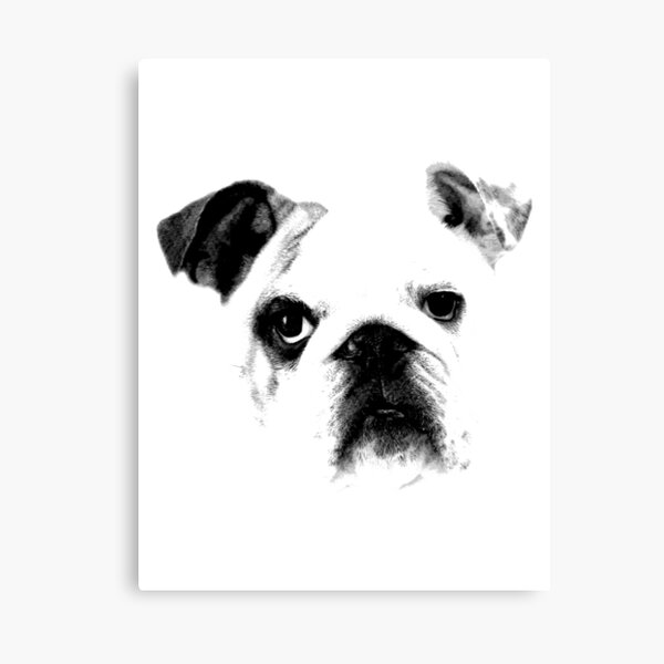 Bulldog Face Dog Engraving Canvas Print