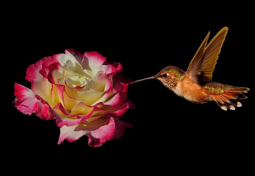 "THE ROSE AND HUMMINGBIRD" by RoseMarie747 Redbubble