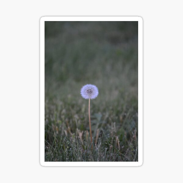 Item preview, Puffball designed and sold by Tessia Photography.