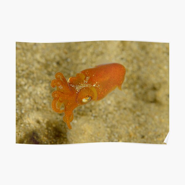 Southern Bottletail Squid - Sepiadarium austrinum Poster