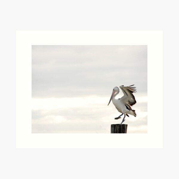 Pelican Dance Art Print