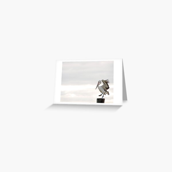 Pelican Dance Greeting Card
