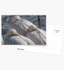 Catching 40 winks Postcards