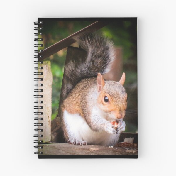 Item preview, squirrel eating a nut designed and sold by Ann Biddlecombe.