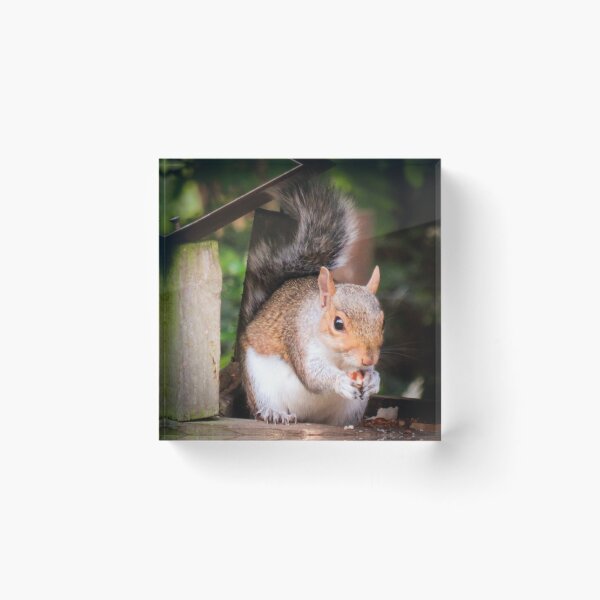 Item preview, squirrel eating a nut designed and sold by Ann Biddlecombe.