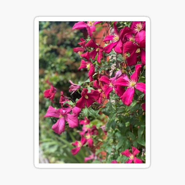 Clematis Sticker