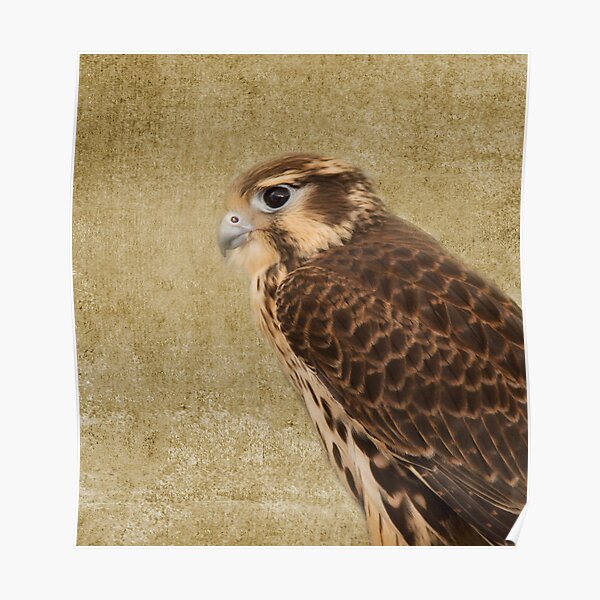 Falcon Poster