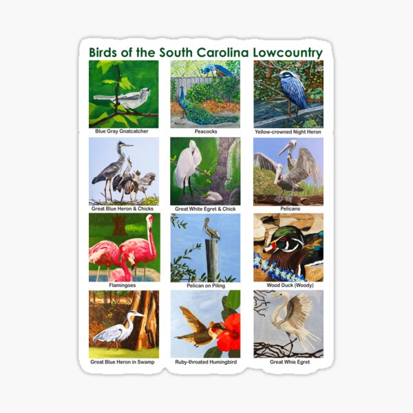 Item preview, Birds of South Carolina Lowcountry designed and sold by SueBMytko.