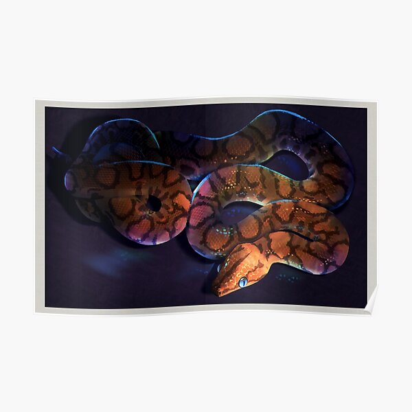 Rainbow brazilian boa Poster
