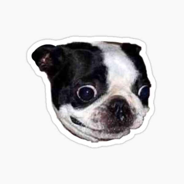 boston terrier dog Sticker
