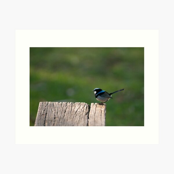 Item preview, Superb Fairy-wren (Malurus cyaneus) designed and sold by SusanAdey.