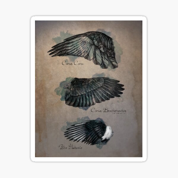 Corvid Wing Study Sticker