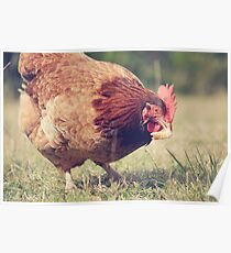 Chook Poster
