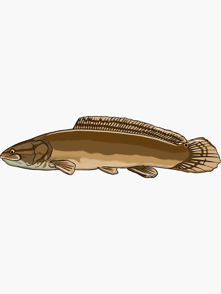 bowfin kids