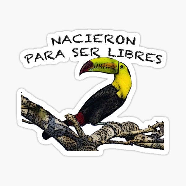 Toucan: Born to be free Sticker