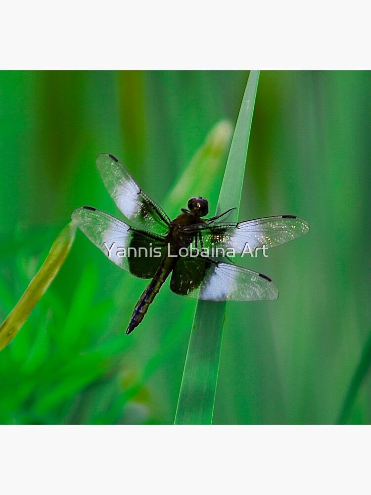 Dragonflies of dreams By Yannis Lobaina by lobaina1979