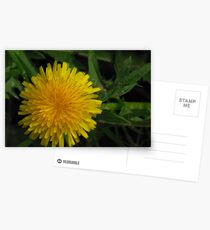 Dandy Postcards