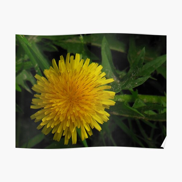 Dandy Poster