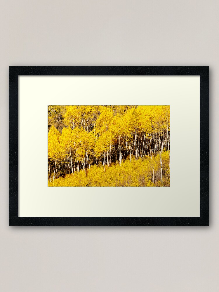 Alternate view of Golden Fall Aspens Framed Art Print