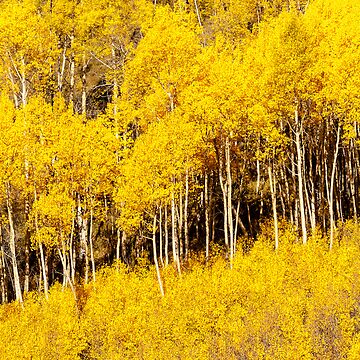 Artwork thumbnail, Golden Fall Aspens by Gregory J Summers