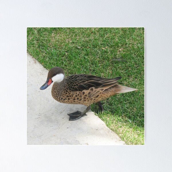Item preview, Duck in the park designed and sold by tripode.