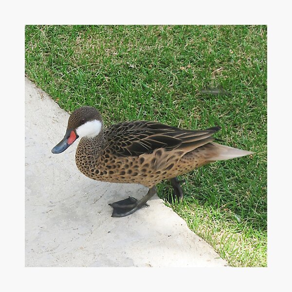 Item preview, Pato en el parque designed and sold by tripode.