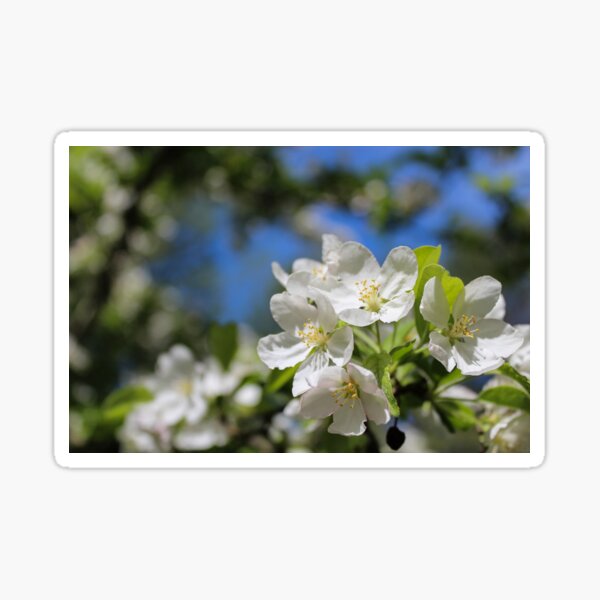 Item preview, Apple Tree Blossom designed and sold by RealBrewedTea.
