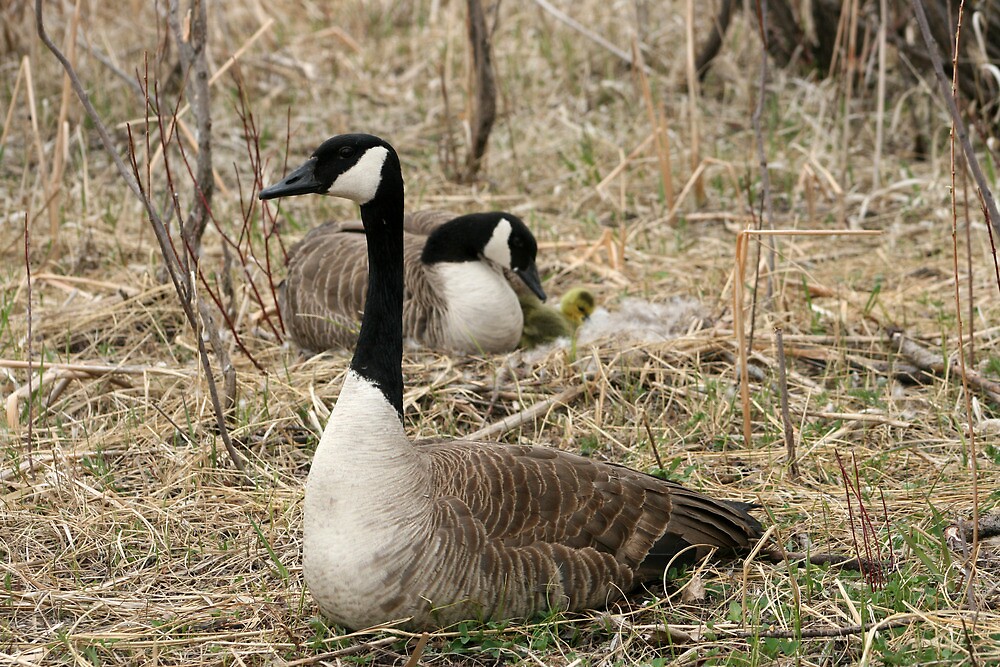 goose goose duck game canadian goose