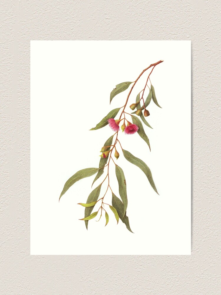 Eucalyptus leucoxylon - Yellow gum with Red Flowers Art Print for Sale by  Cheryl Hodges