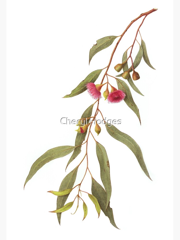Eucalyptus leucoxylon - Yellow gum with Red Flowers Photographic Print for  Sale by Cheryl Hodges