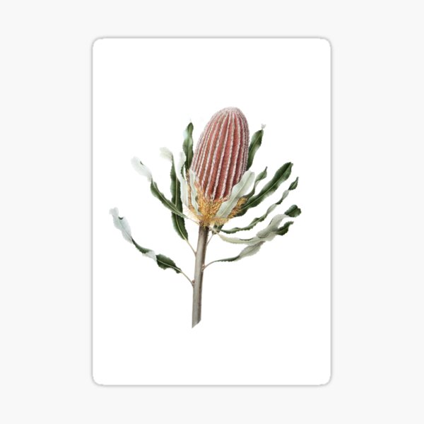 Item preview, Banksia menziesii - Firewood Banksia designed and sold by Cheryl Hodges.