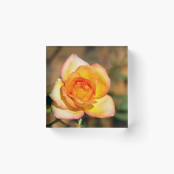 Item preview, Orange Rose Blossom designed and sold by Monika's Shop.