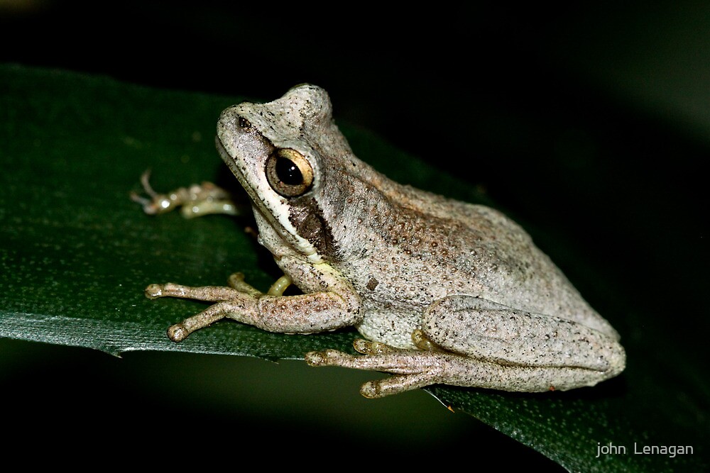 Brown Tree Frog Litoria Ewingii Diamond Creek Victoria Oz By John