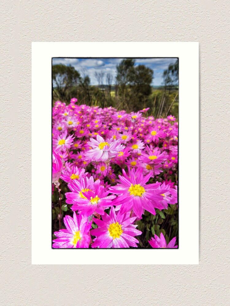 Alternate view of Carpet of Pink Everlastings Art Print