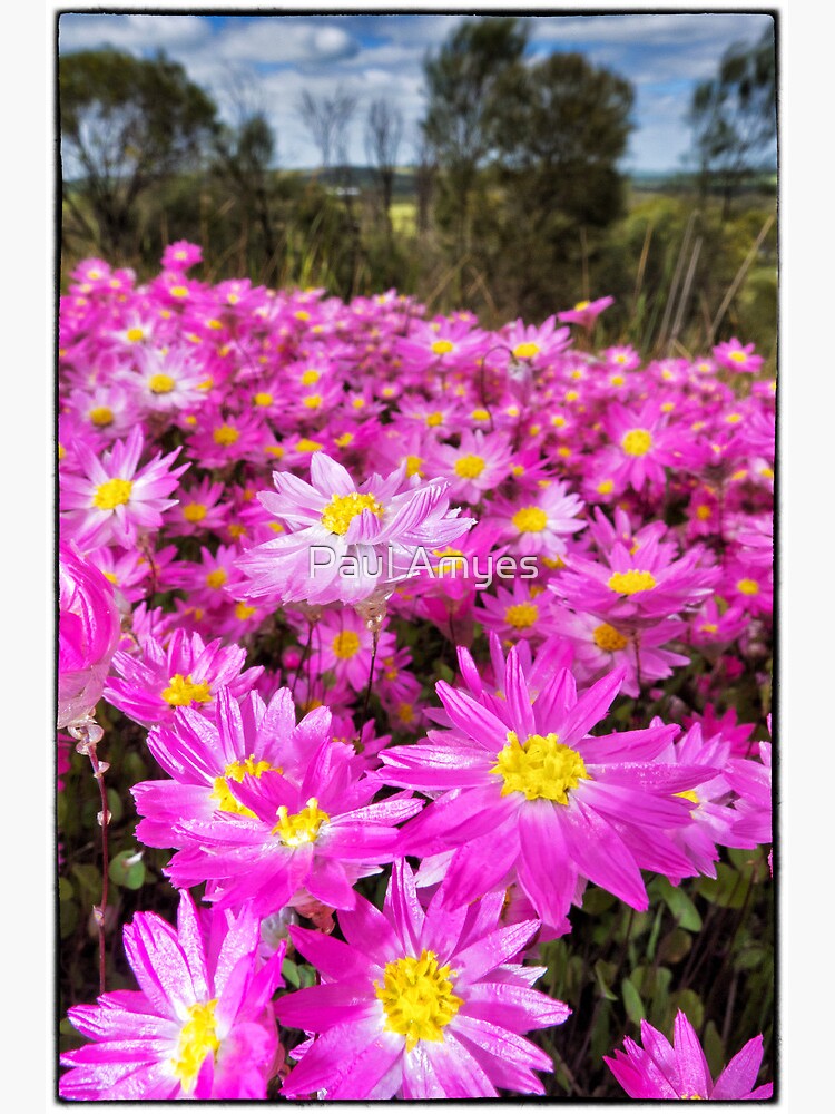 Carpet of Pink Everlastings by AmyesPhotograph