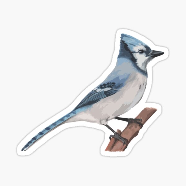 Blue Jay Sticker
