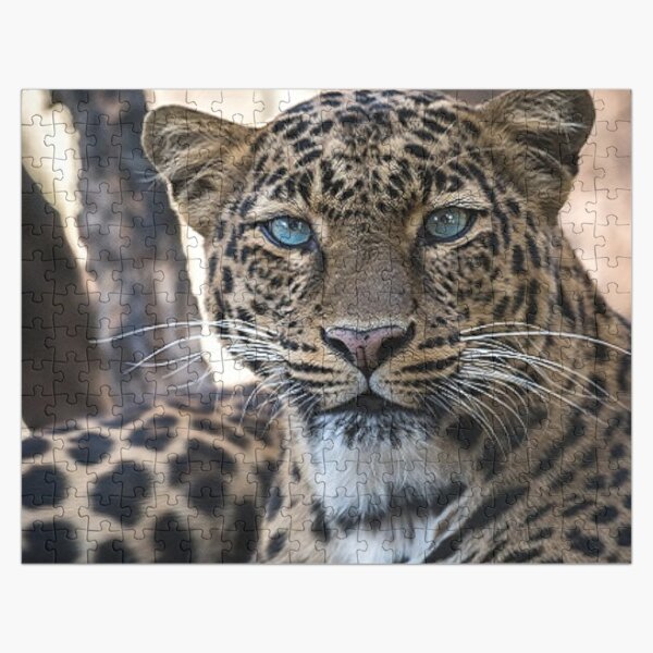 Big Cats Lion Tiger Panther Leopard Jigsaw Puzzle 500 Pieces 11"X18.25" Piece 
