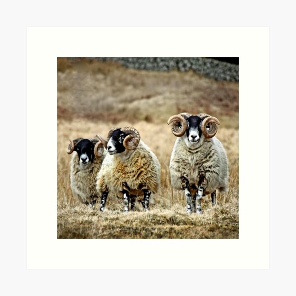 Cairnsmore Rams Art Print