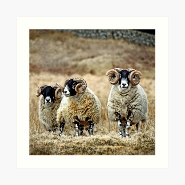 Cairnsmore Rams Art Print